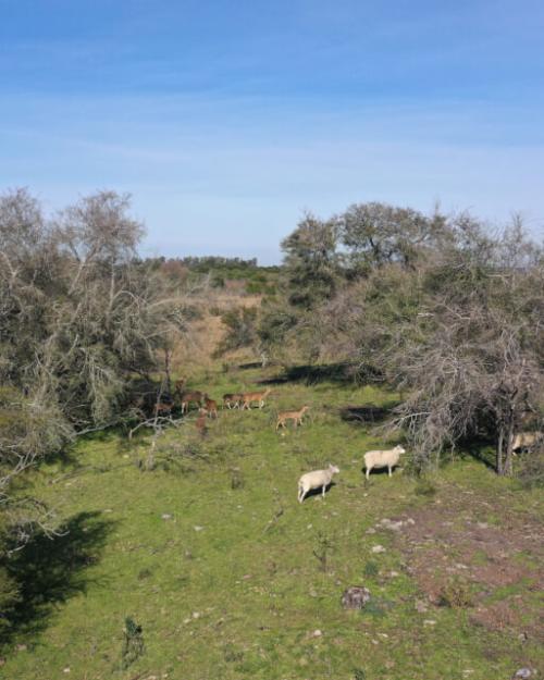 Campo y vida rural