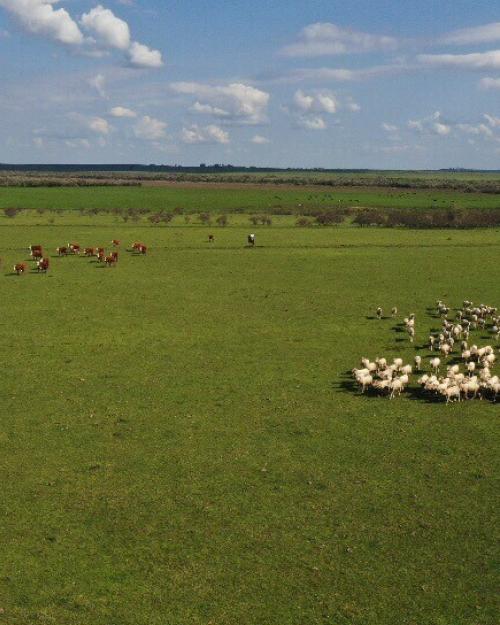 Campo y vida rural